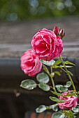 Rote Rosen im Garten vor einem Haus in Essex/Suffolk, England, Vereinigtes Königreich