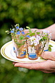 Woman holding plate with Forget-me-not (Myosotis) in glasses, Brecon, Powys, Wales, UK