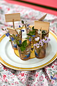 Wildflowers and Forget-me-not (Myosotis) in glasses on plate in Brecon, Powys, Wales, UK