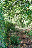 Fallen leaves on pathway in rural garden in Blagdon, Somerset, England, UK