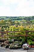 Topfpflanzen auf eingezäunter Terrasse in ländlichem Garten, Blagdon, Somerset, England, UK