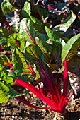 Blätter von Roter Bete (Beta vulgaris) im Garten von Blagdon, Somerset, England, UK