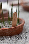 Narcissi conspicius label in terracotta pot, greenhouse interior, Blagdon, Somerset, England, UK