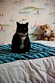 Schwarz-weiße Katze mit Stofftier auf Einzelbett in Penzance family home Cornwall England UK