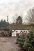 Weihnachtsbäume auf der Hawkwell tree farm mit Laden Essex England UK