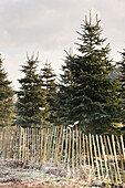 Tannenbäume und Zaun auf der Hawkwell-Weihnachtsbaumfarm in Essex England UK