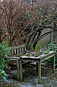 Daffodils and Hyacinth bulbs (Narcissus) on wooden table with bench in London garden England UK