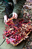 Woman collecting Autumn leaves and berries in UK garden