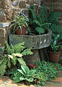 Potted ferns in the back yard close-up