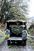 Weihnachtsbaum auf der Ladefläche eines Lastwagens auf einem Feldweg in Shropshire England UK