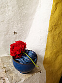 Red geranium and bowl of string Spain