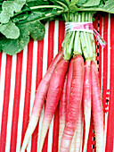 Fresh radishes on red and white fabric Spain