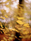 Gelbe Blätter in einem schottischen Waldgebiet