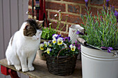 Weiße Katze mit blühenden Pflanzen auf dem Gartentisch vor dem Bauernhaus High Halden in Kent, England