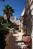 Palm tree in garden exterior of holiday villa, Republic of Turkey