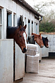 Horses in stalls with heads over stable doors, Chilterns, England, UK