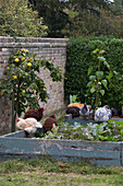 Freerange hens perch on raised bed in walled garden,  London,  England,  UK
