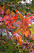 Herbstblätter im Farbwechsel