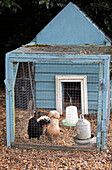 Hens in chicken coop Berkshire England UK