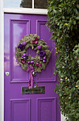 Christmas wreath on bright purple front door of London home England UK