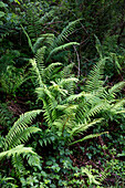 Ferms growing in Devon countryside UK