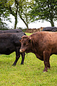Weidende Rinder in der Landschaft von Devon UK