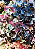 Eine Vielzahl bunter getrockneter Blütenblätter Isle of Wight, Großbritannien