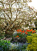 Magnolienbaum und Tulpen in einem Garten auf der Isle of Wight, UK
