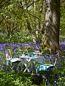 Table and chairs set for picnic in bluebell woods