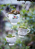 Hübsche alte Teetassen mit Sukkulenten bepflanzt und im Garten ausgestellt