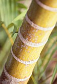 Palm trunk detail