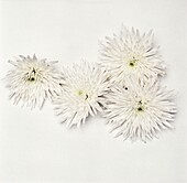 White cactus-like dahlias