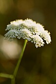 White flowerhead of Cow Parsley (Angelica Sylvestris) detail in urban wildlife garden London