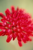 Leuchtend roter Blütenkopf Detail Knautia macedonica