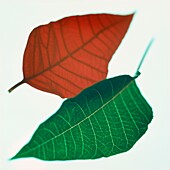 Abstraktes Bild von roten und grünen Weihnachtssternblättern