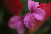 Exotische Blumen der Tillandsia cyanea