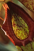 Eine Nahaufnahme des Sporndeckels einer Nepenthes x hookeriana