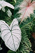 The pinkish white and green variegated leaves of the caladium bicolor