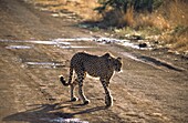 Gepard im Pilanesberg
