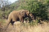 Afrikanischer Elefant im Pilanesberg-Nationalpark in Südafrika