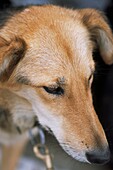 Close up of working dogs on a dog sledding tour