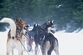Arbeitende Hunde auf einer Hundeschlittentour in Whistler Kanada