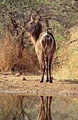 Waterbuck by a pond on a game reserve