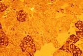 Adrenal medulla, light micrograph