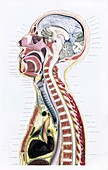 Brain and spinal anatomy, 19th century illustration
