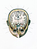 Brain anatomy, 19th century illustration