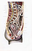Human anatomy, 19th century illustration