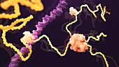 Estrogen receptor biding to a DNA strand, illustration