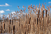 Invasive phragmites crowding out native cattails