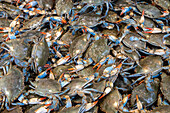 Blue crabs on sale